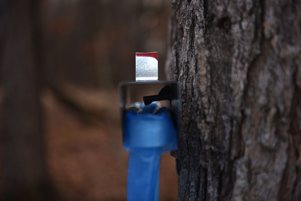 A four-gallon bag hangs from a spigot tapped into a maple tree